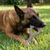 USA-K9 Stars and Stripes Wishbone Nylon Dog Chew Toy for Aggressive Chewers | USA Made